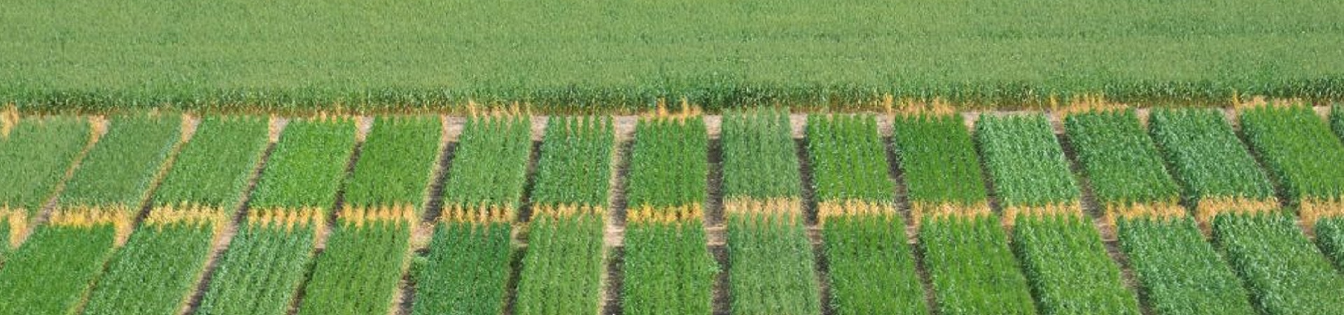 Crops_square layout_2-1920x450.jpg